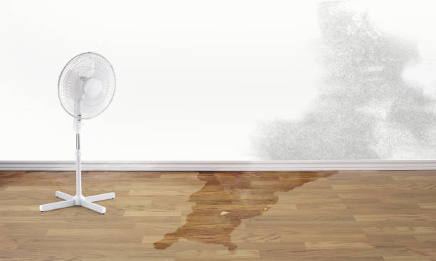 Best Water damage cleanup near me  in Panama City, FL